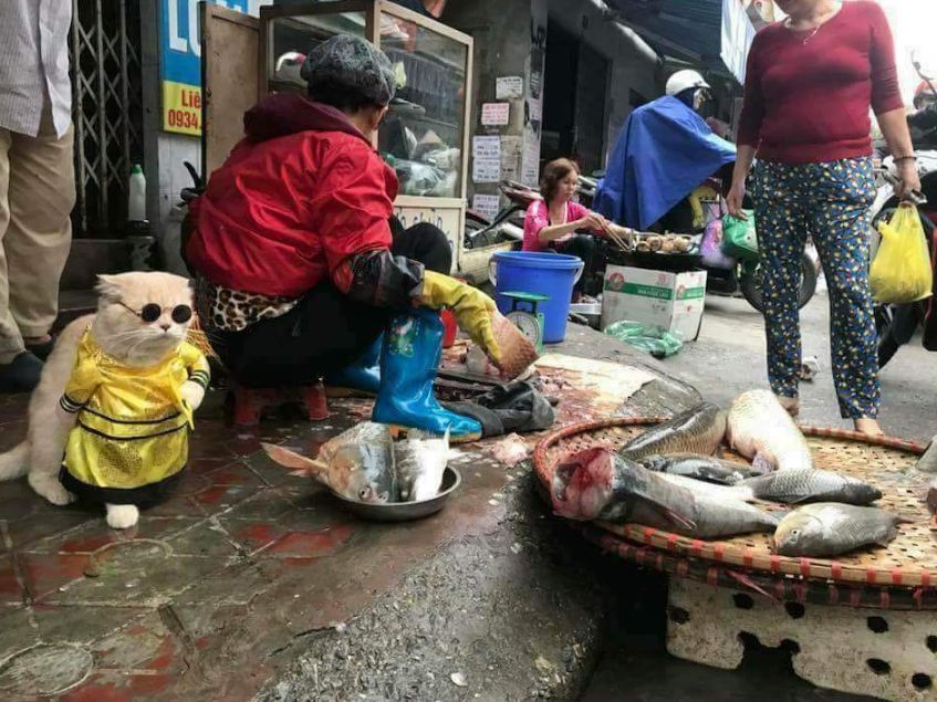 Dicap hewan pemalas, kucing ini malah rajin jualan ikan di pasar