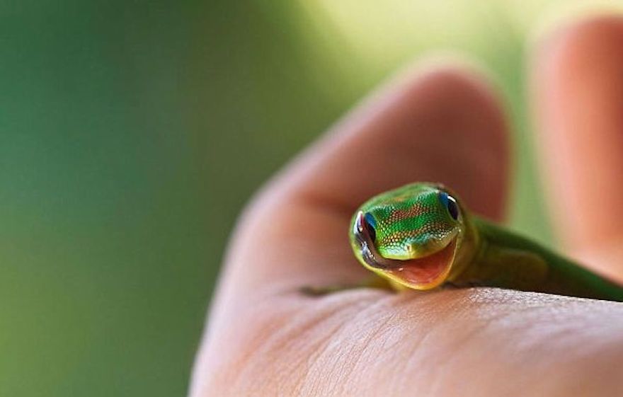 Biasa terkesan seram, 10 foto ini buktikan reptil bisa sangat imut