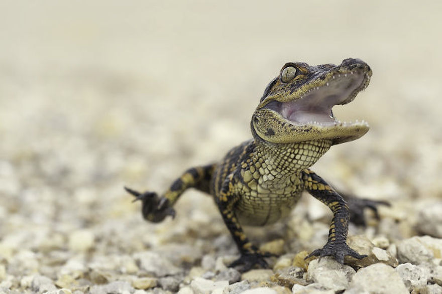 Biasa terkesan seram, 10 foto ini buktikan reptil bisa sangat imut