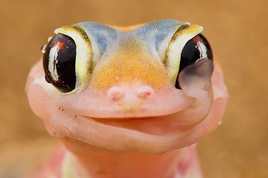 Biasa terkesan seram, 10 foto ini buktikan reptil bisa sangat imut