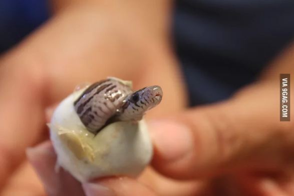 Bukannya seram, 7 penampakan ular baru menetas ini imut banget