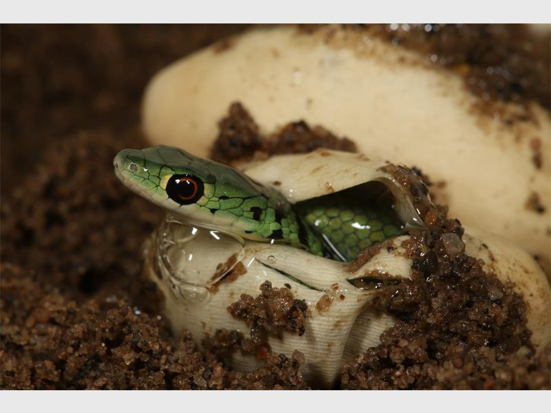 Bukannya seram, 7 penampakan ular baru menetas ini imut banget