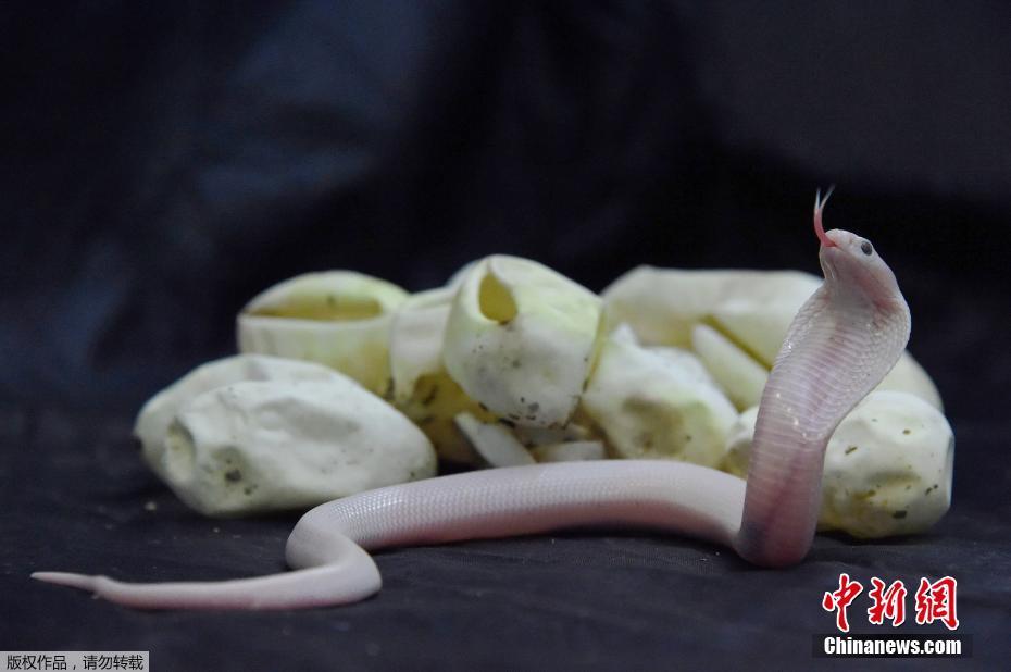 Bukannya seram, 7 penampakan ular baru menetas ini imut banget