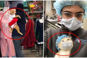 10 Gaya bukti kucing jago bertingkah kayak manusia, bikin gemes parah