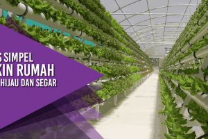 Tips simpel bikin rumah jadi hijau dan segar 