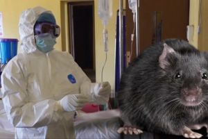 Waspadai wabah lassa, penyakit mematikan yang kini melanda Nigeria