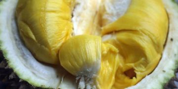 Durian Musang King, varian baru buah durian yang sedang naik daun