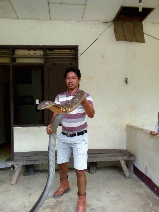 Heboh ular king cobra raksasa yang langka dari Kalimantan
