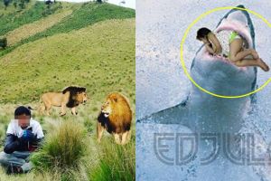 10 Editan foto bareng hewan buas ini bikin ngakak dan gagal paham
