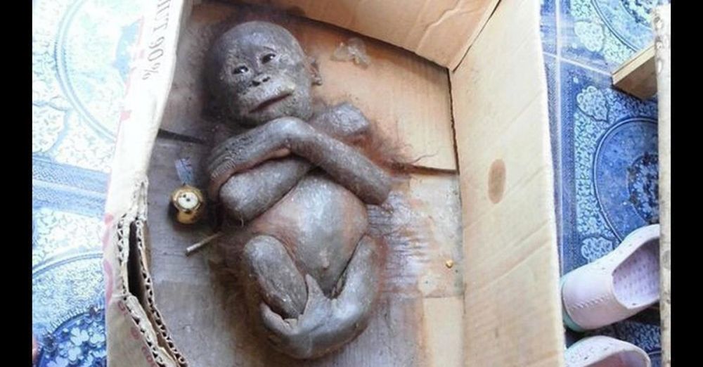 Dulu dibuang di dalam kardus, kondisi orangutan ini kini tak disangka