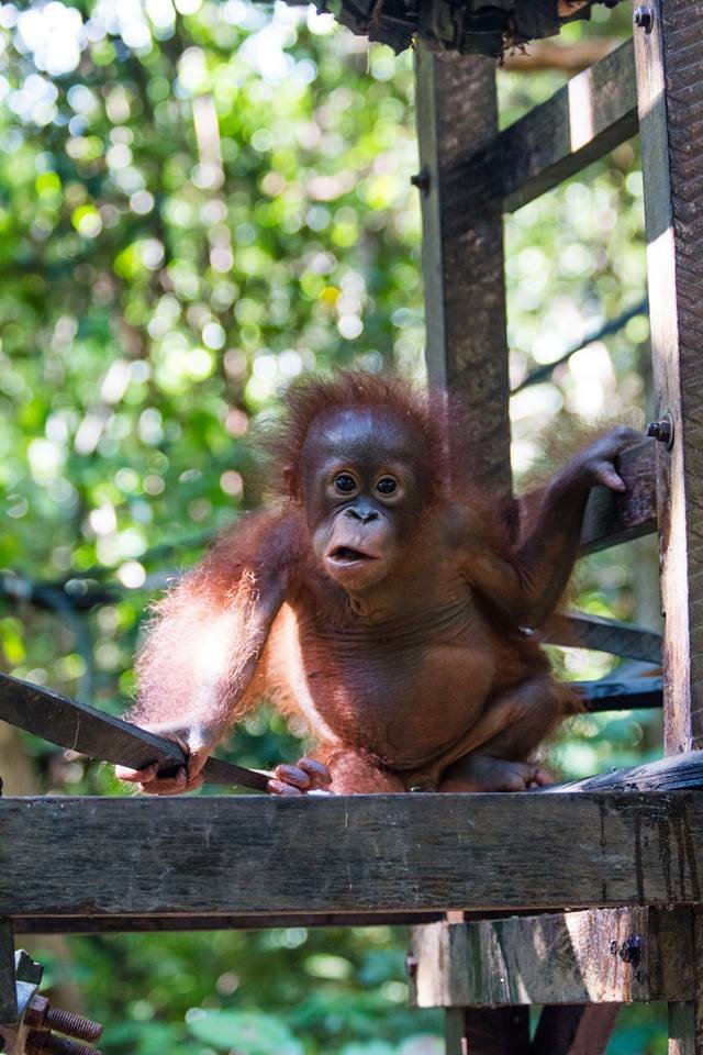 Dulu dibuang di dalam kardus, kondisi orangutan ini kini tak disangka