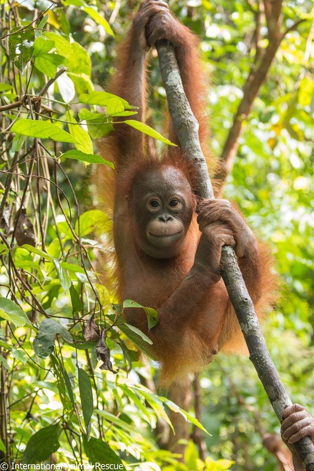 Dulu dibuang di dalam kardus, kondisi orangutan ini kini tak disangka