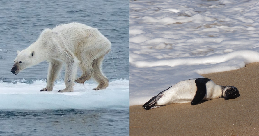 Miris, ini 10 hewan yang terancam punah karena dampak pemanasan global