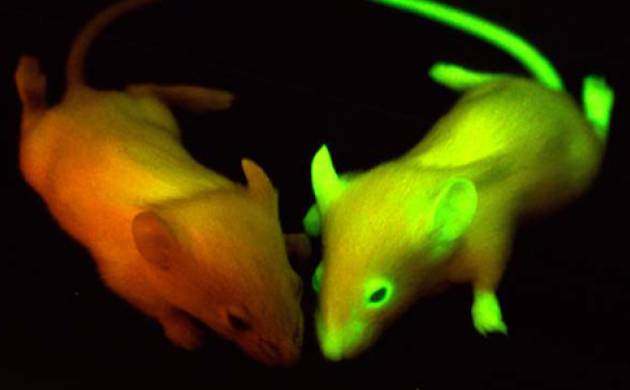 4 Proyek eksperimen tikus ini gila abis, ada yang glow in the dark