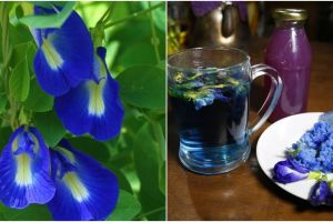 Siapa sangka, si biru liar dari masa kecilmu ini bisa jadi olahan unik