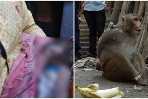 Diduga gila, monyet ini bawa kabur bayi umur 16 hari hingga tewas