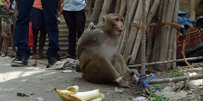 Diduga gila, monyet ini bawa kabur bayi umur 16 hari hingga tewas