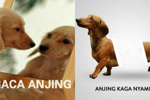 10 Meme 'dunianya anjing' ini kekocakannya bikin cengar-cengir