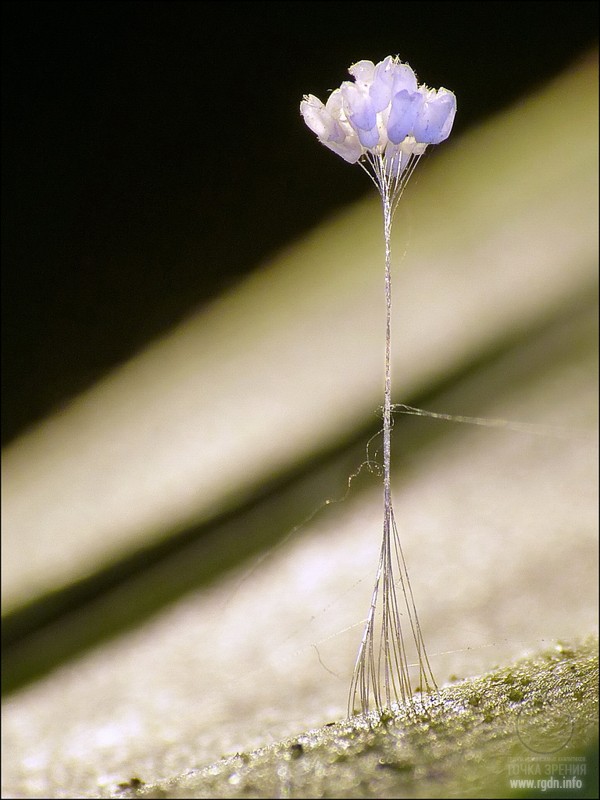 Bunga terkecil dan langka di dunia ini sering dikira kotoran serangga