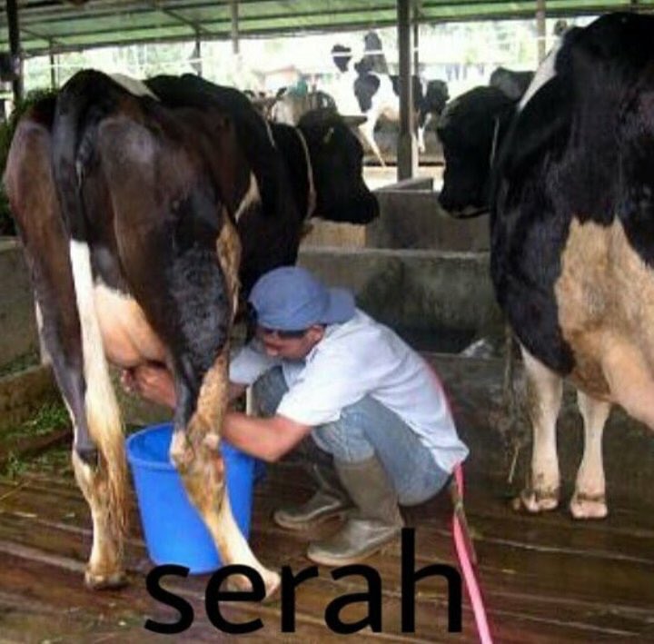 9 Pelesetan satu kata ini super singkat tapi kocak abis 