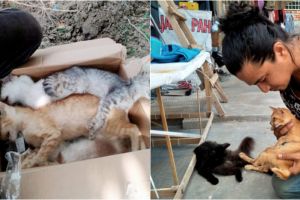 Kejam, 17 ekor kucing peliharaan pria ini mati diracun