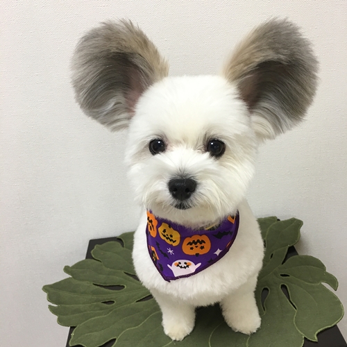 Telinganya kayak Mickey Mouse, ini 10 potret gemas anjing dari Jepang