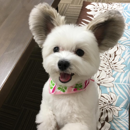 Telinganya kayak Mickey Mouse, ini 10 potret gemas anjing dari Jepang