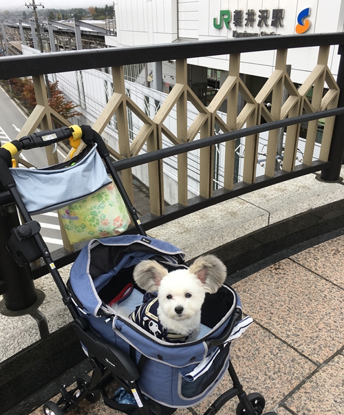 Telinganya kayak Mickey Mouse, ini 10 potret gemas anjing dari Jepang