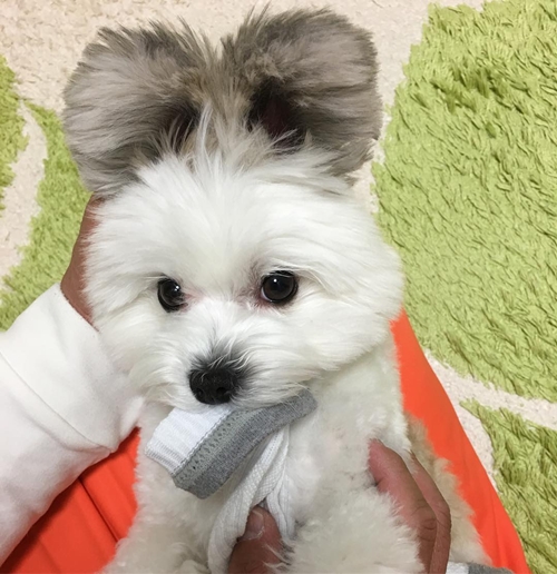Telinganya kayak Mickey Mouse, ini 10 potret gemas anjing dari Jepang