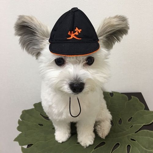 Telinganya kayak Mickey Mouse, ini 10 potret gemas anjing dari Jepang