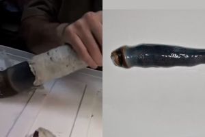 Potret cacing misterius tertua di dunia, ukurannya bikin syok