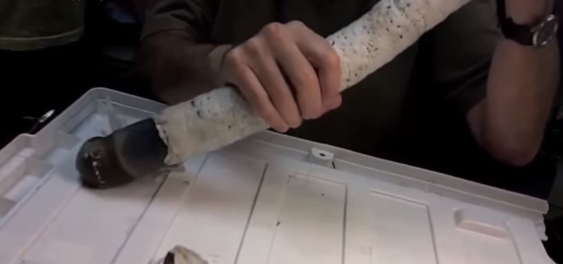 Potret cacing misterius tertua di dunia, ukurannya bikin syok