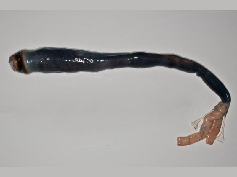 Potret cacing misterius tertua di dunia, ukurannya bikin syok