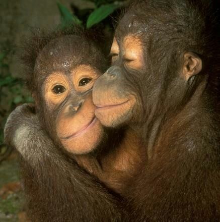 Monyet berdua makan foto lagi cinta monyet