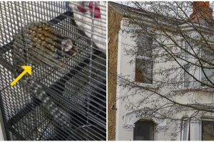 Pria ini dilarang pelihara hewan oleh pemerintah, alasannya bikin syok