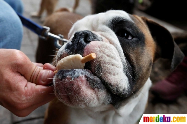 Alasan pria tega mutilasi anjing tetangganya ini sadis banget