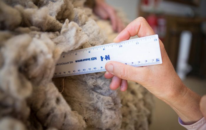 8 Potret before VS after Chris, domba yang tak cukur selama 4 tahun