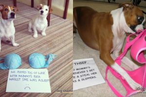 10 Momen hewan peliharaan mencuri daleman, nakal ya