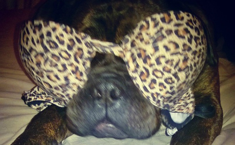 10 Momen hewan peliharaan mencuri daleman, nakal ya