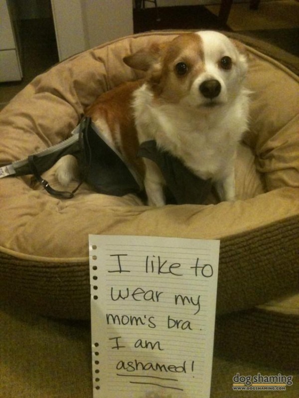 10 Momen hewan peliharaan mencuri daleman, nakal ya