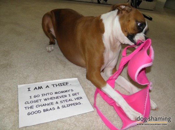 10 Momen hewan peliharaan mencuri daleman, nakal ya