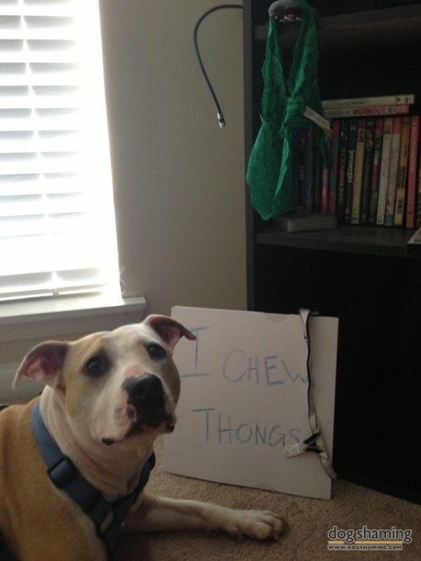 10 Momen hewan peliharaan mencuri daleman, nakal ya