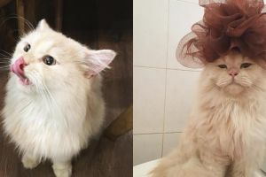 9 Potret lucunya Meepo, kucing menggemaskan yang senang mandi