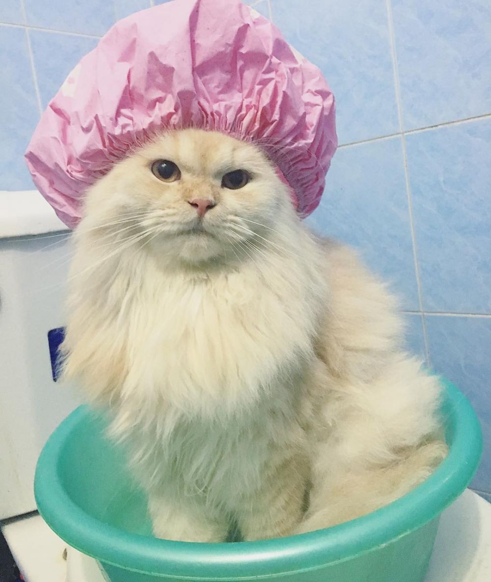 9 Potret lucunya Meepo, kucing menggemaskan yang senang mandi