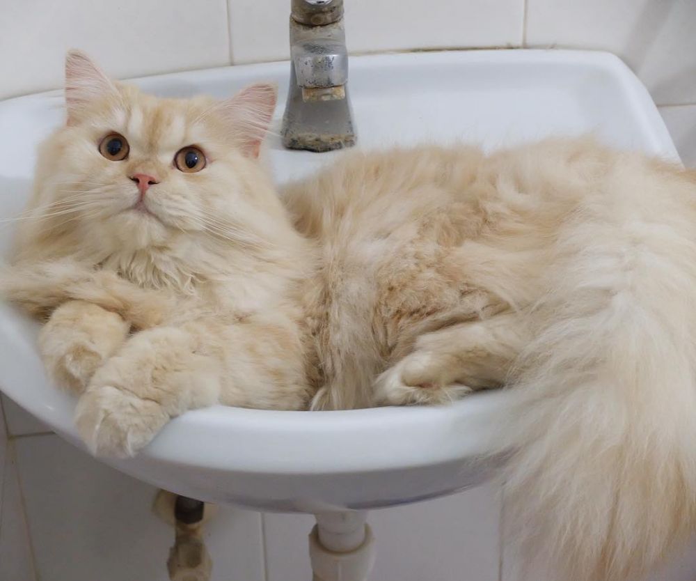 9 Potret lucunya Meepo, kucing menggemaskan yang senang mandi