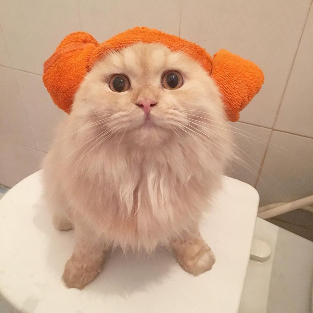 9 Potret lucunya Meepo, kucing menggemaskan yang senang mandi