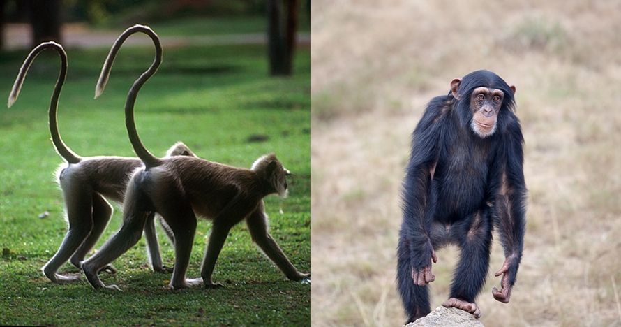 Sering dikira sama, ini 4 perbedaan monyet dan kera