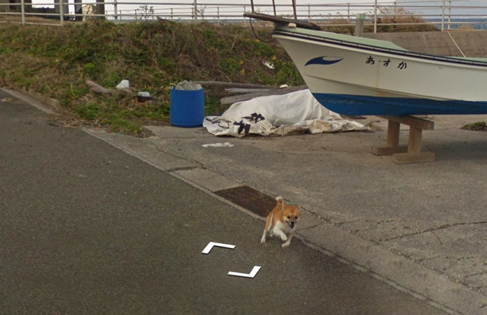 9 Aksi anjing lari-larian ikuti mobil Google Maps, penasaran banget