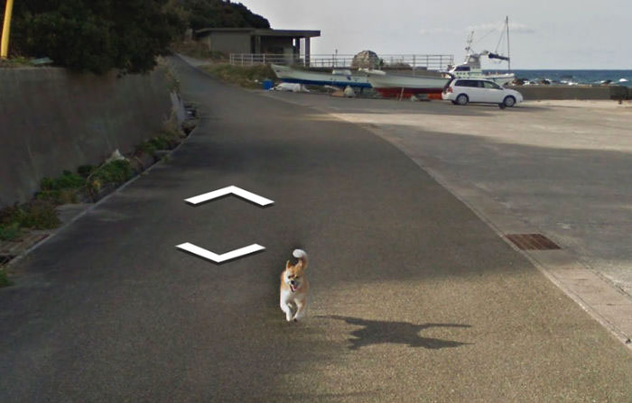 9 Aksi anjing lari-larian ikuti mobil Google Maps, penasaran banget