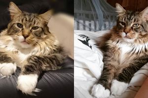 11 Foto lucunya Ludo, kucing terbesar di dunia yang ngegemesin banget